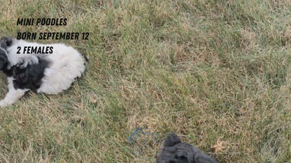 MINI POODLE (09/12) FEMALE