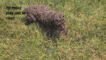 TOY POODLE (06/30) MALE
