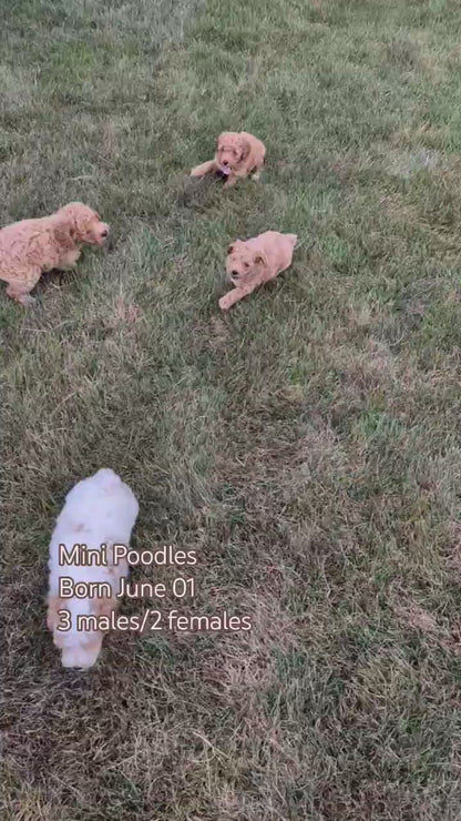 MINI POODLE (JUN 01) FEMALES