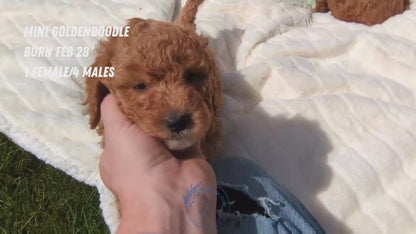 MINI GOLDENDOODLE (02/28) MALE