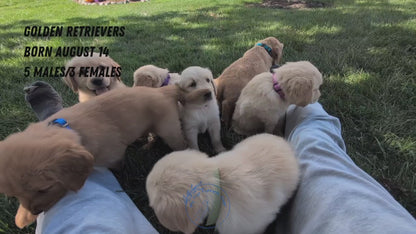 GOLDEN RETRIEVER (08/14) MALE
