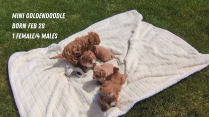MINI GOLDENDOODLE (02/28) MALE