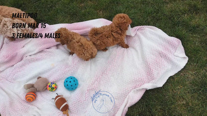 MALTIPOO (03/15) MALE