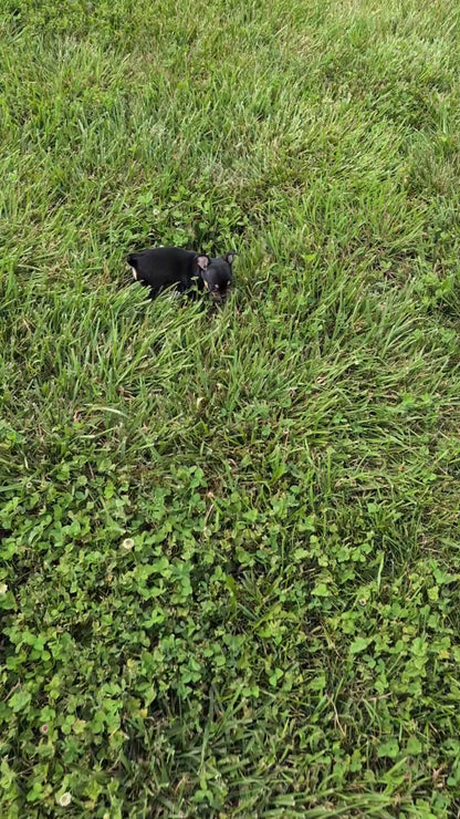 CHIHUAHUA (MAY 20) MALE