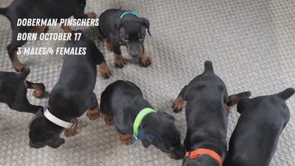 DOBERMAN PINSCHER (OCT 17) FEMALES