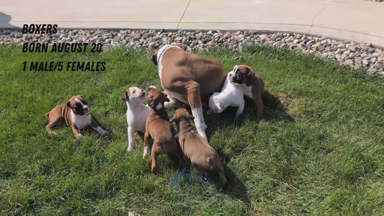 Load video: 