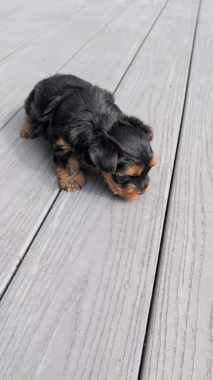 YORKSHIRE TERRIER (JUN 05) MALE