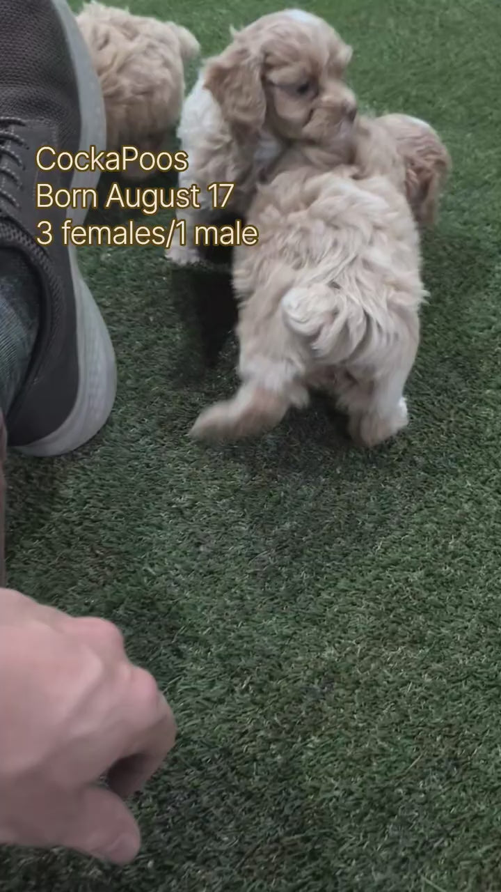 Load video: 