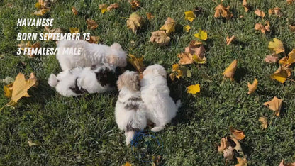 HAVANESE (09/13) FEMALE