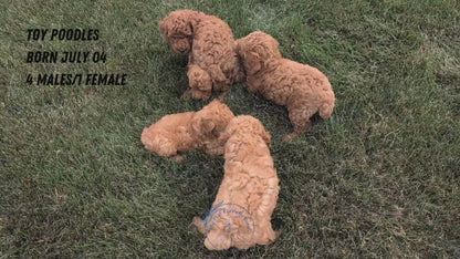 TOY POODLE (07/04) MALE