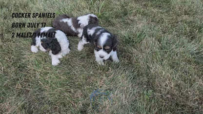 COCKER SPANIEL (07/17) FEMALE