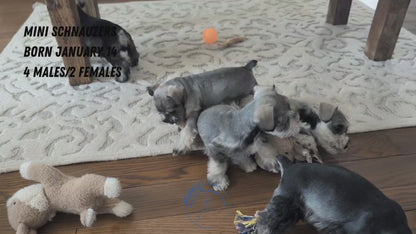 MINI SCHNAUZER (JAN 14) FEMALES