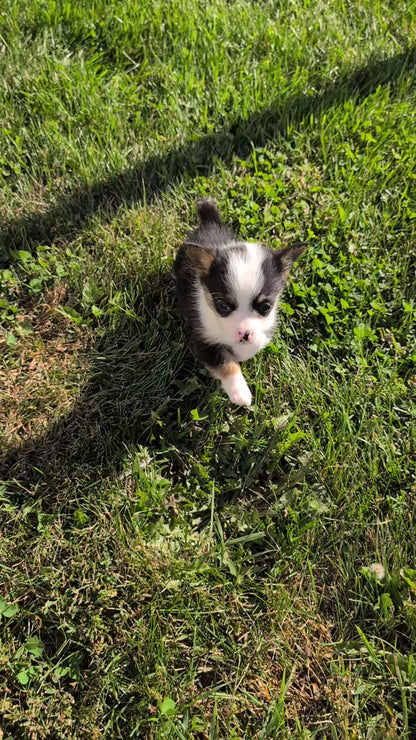 CORGI (AUG 17) 1 FEMALE