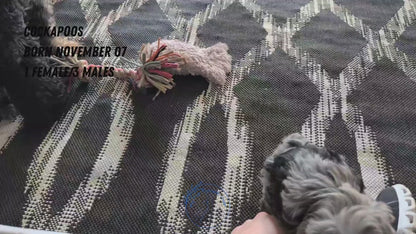 COCKAPOO (NOV 07) MALES