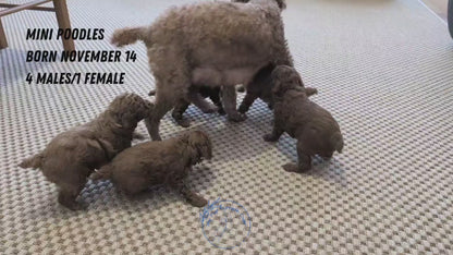 MINI POODLE (NOV 14) MALES
