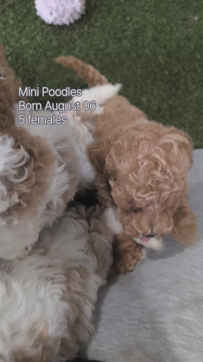 MINI POODLE (AUG 06) 5 FEMALES