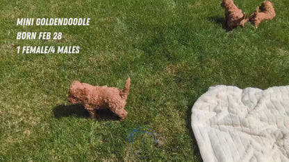 MINI GOLDENDOODLE (02/28) MALE