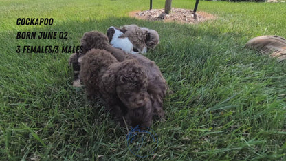 COCKAPOO (06/02) FEMALE