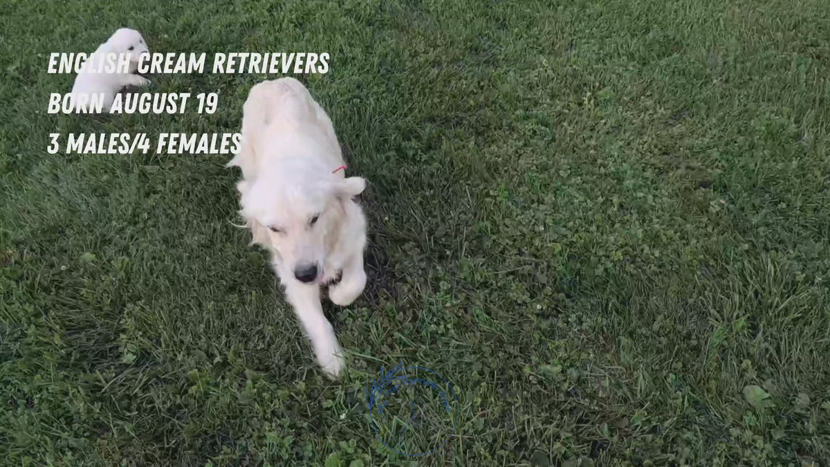 Load video: 