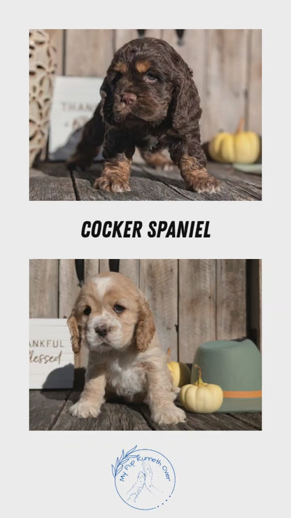 COCKER SPANIEL (09/21) MALE