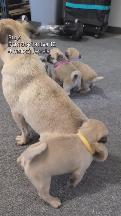 PUG (SEP 12) 4 MALES/1 FEMALE