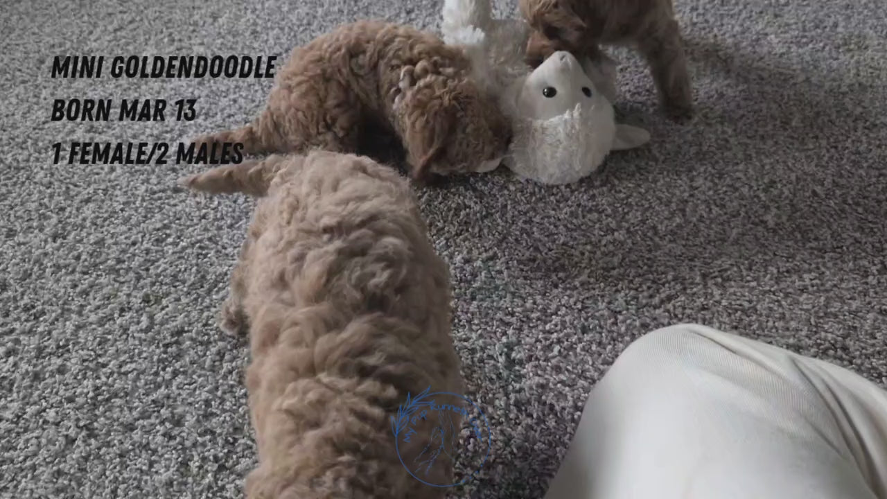 Load video: 