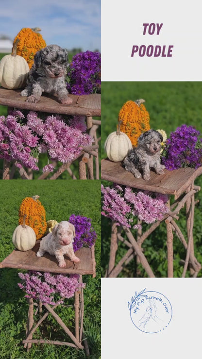 TOY POODLE (08/28) FEMALE