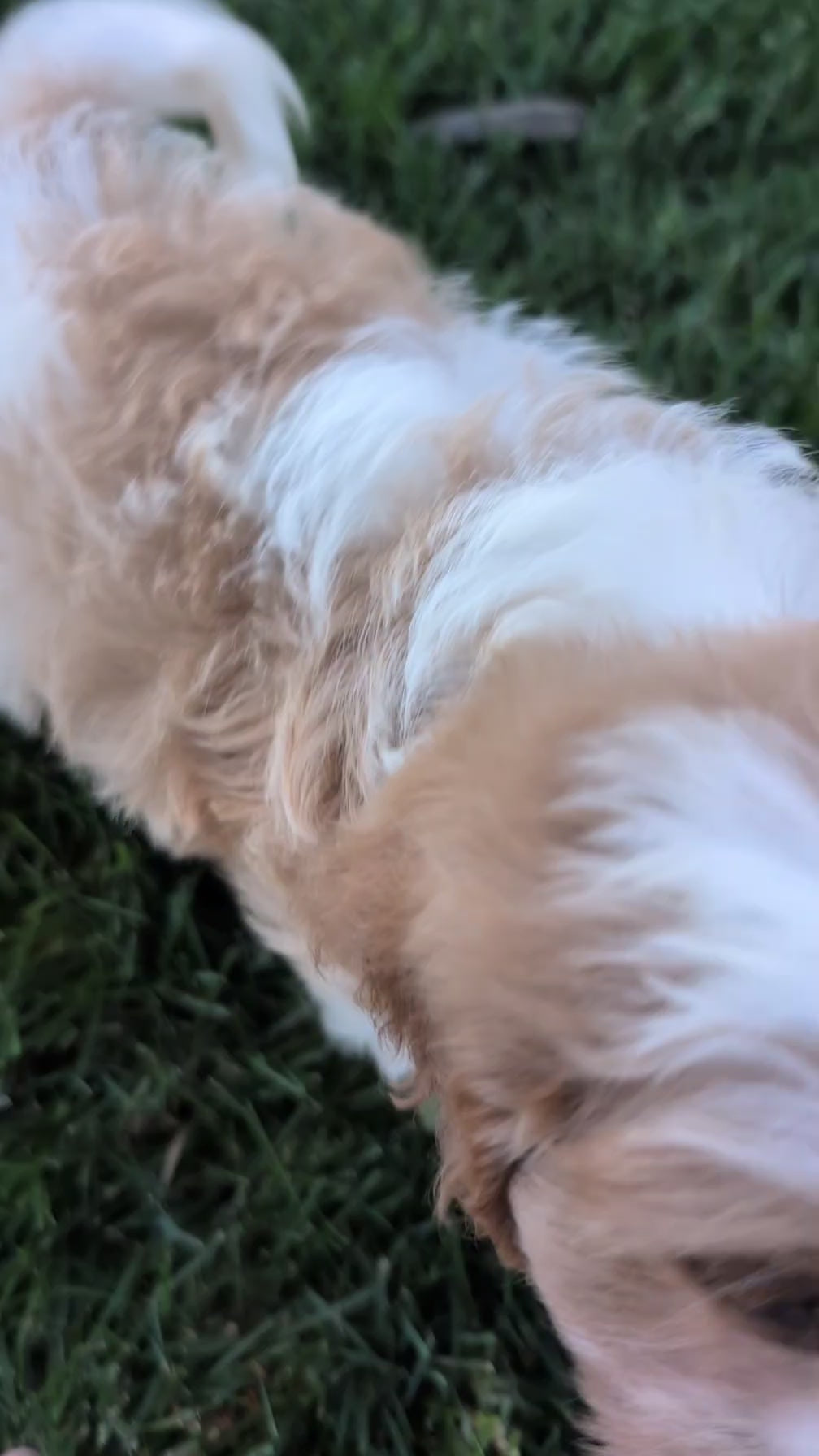 Load video: 