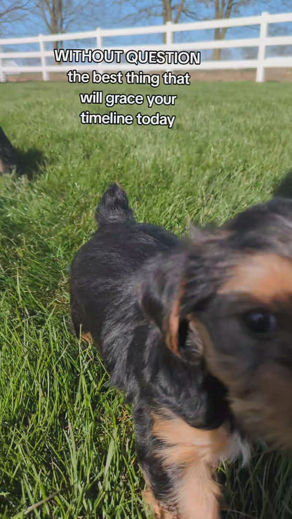 YORKSHIRE TERRIER (02/25) FEMALE