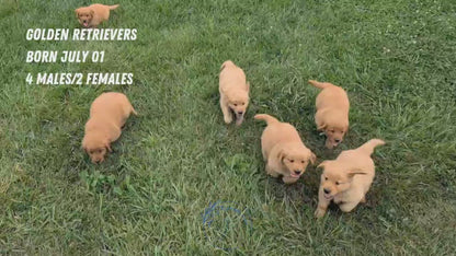 GOLDEN RETRIEVER (JUL 01) MALES