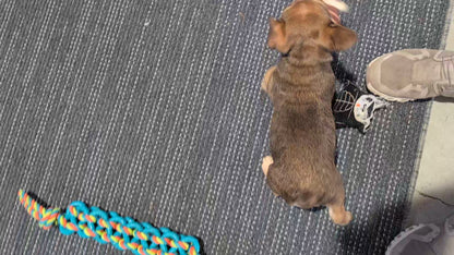 FRENCH BULLDOG (OCT 08) FEMALES