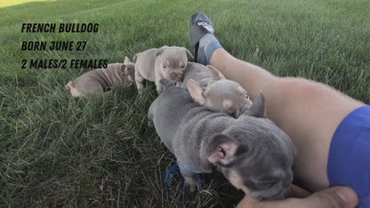 FRENCH BULLDOG (06/27) MALE