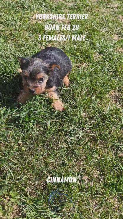 YORKSHIRE TERRIER (02/28) MALE