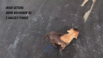 IRISH SETTER (NOV 02) MALES
