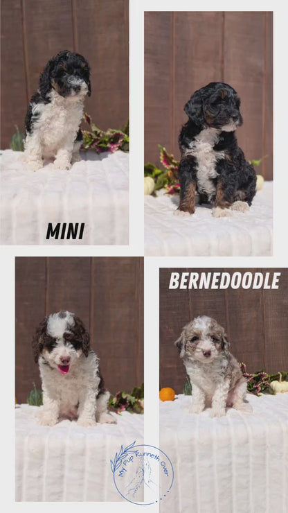 MINI BERNEDOODLE (08/06) FEMALE
