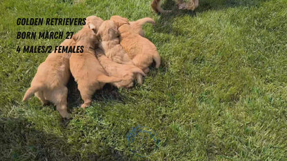 GOLDEN RETRIEVER (MAR 27) MALES