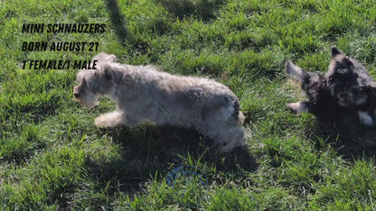 MINI SCHNAUZER (08/21) FEMALE