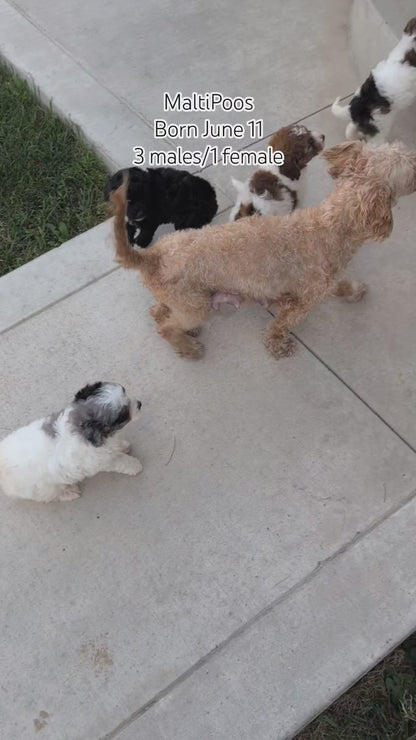 MALTIPOO (JUN 11) FEMALE