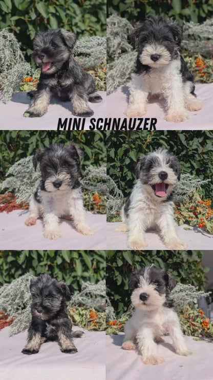 MINI SCHNAUZER (08/06) FEMALE