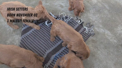 IRISH SETTER (NOV 02) MALES