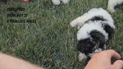 COCKAPOO (MAY 22) FEMALES