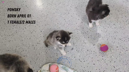 POMSKY (04/01) FEMALE