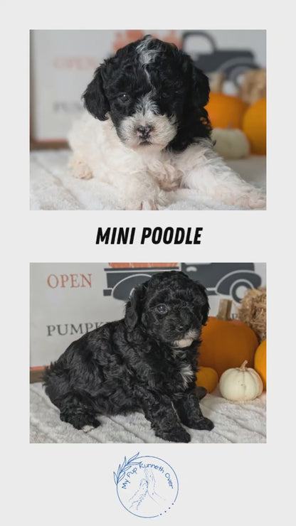 MINI POODLE (09/12) FEMALE