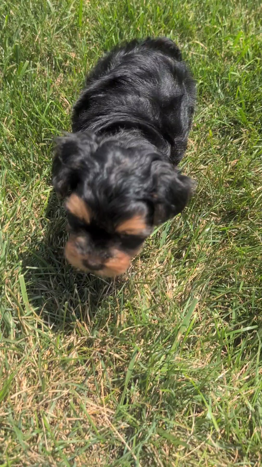 Load video: 