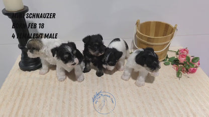 MINI SCHNAUZER (02/18) FEMALE