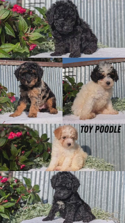 TOY POODLE (07/06) MALE