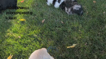 COCKER SPANIEL (09/19) MALE