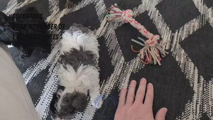 COCKAPOO (NOV 07) MALES