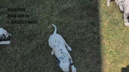DALMATIAN (06/09) MALE