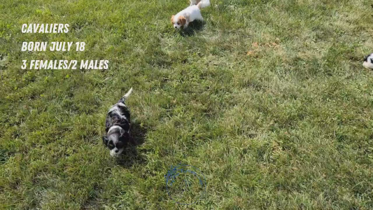 Load video: 